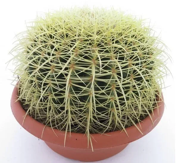 Echinocactus grusonii – Schwiegermuttersessel