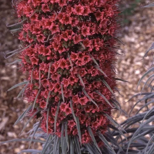 Echium Wildpretii