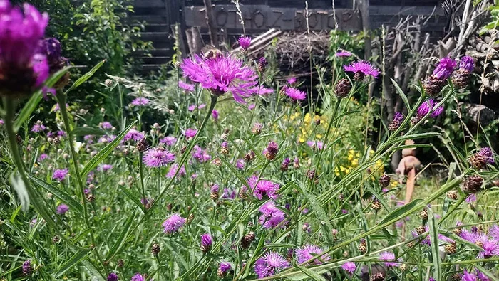 Echte Flockenblume (Centaurea jacea)