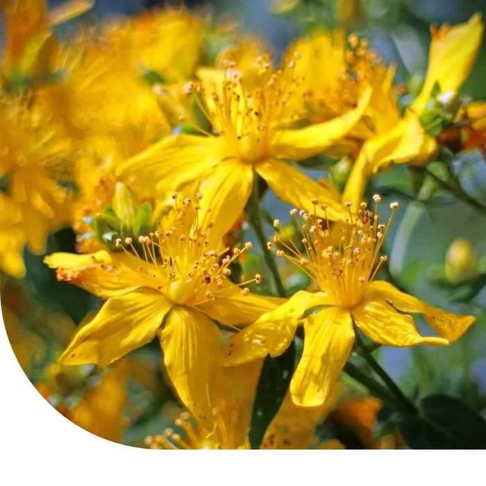 Echte Johanniskraut – Hypericum perforatum