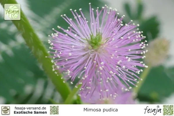 Echte Mimose, Mimosa pudica