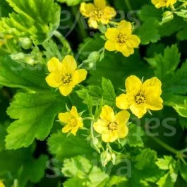 Echte Nelkenwurz – Geum urbanum