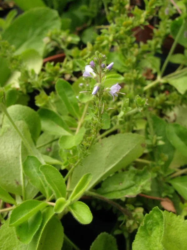 Echter Ehrenpreis – Veronica officinalis