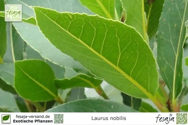 Echter Lorbeer, Laurus nobilis, Pflanze