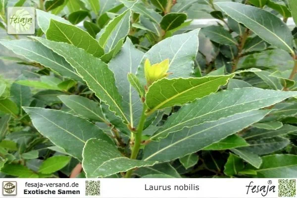 Echter Lorbeer, Laurus nobilis