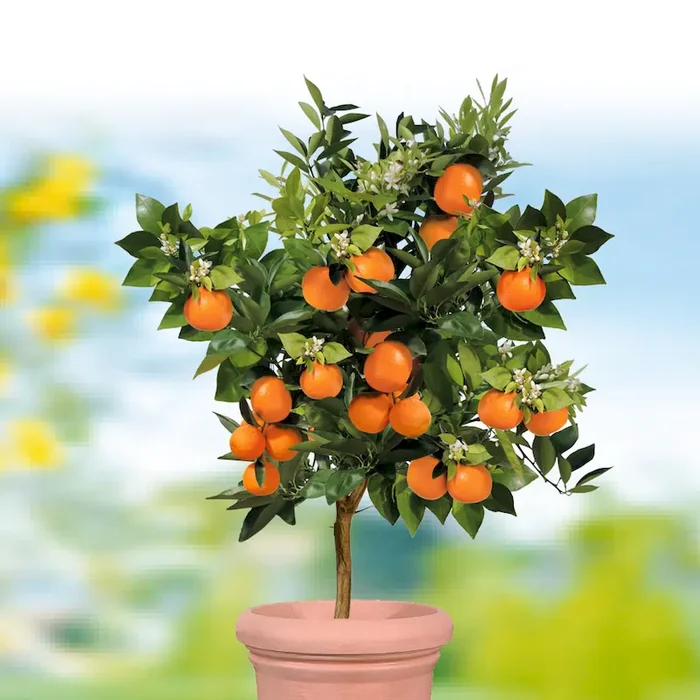 Echter Orangenbaum ‚Palermo‘ Citrus sinensis – Bestellnummer 6630489