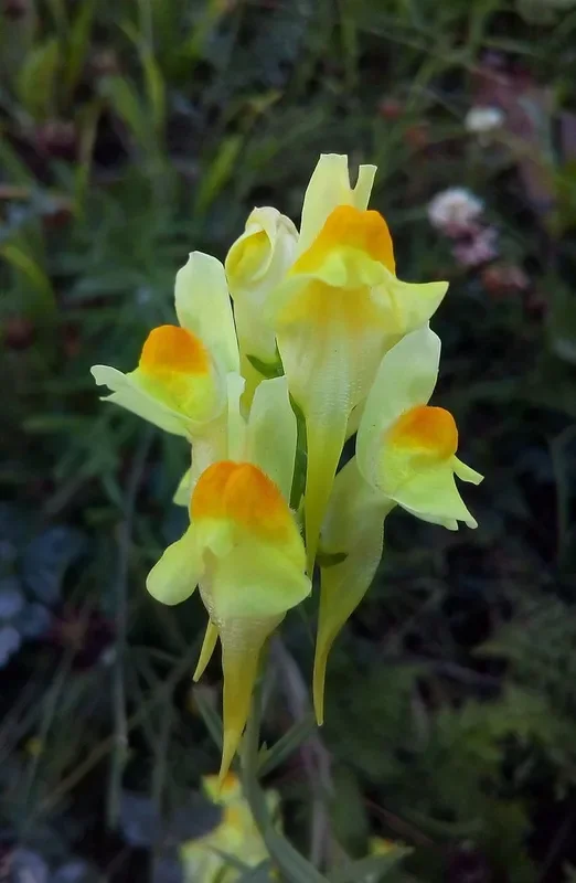 Echtes Leinkraut (Linaria vulgaris)