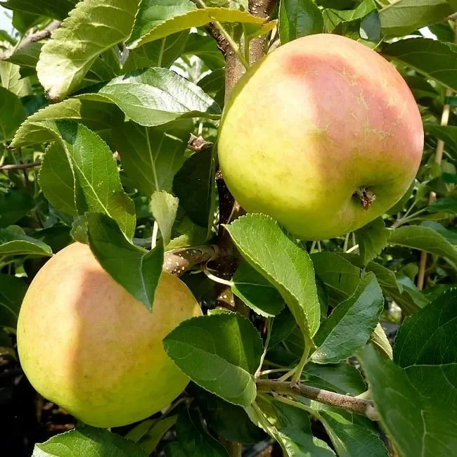 Ecolette (S) Winterapfel