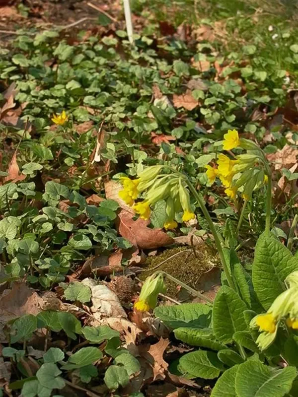 Ecte Schlüsselblume