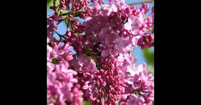 Edelflieder ‚Esther Staley‘