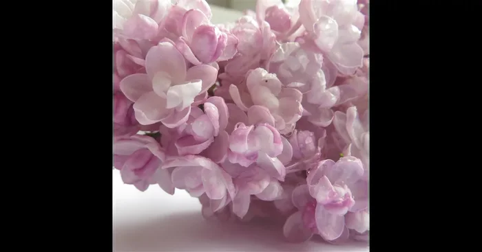 Edelflieder ‚Rustica‘