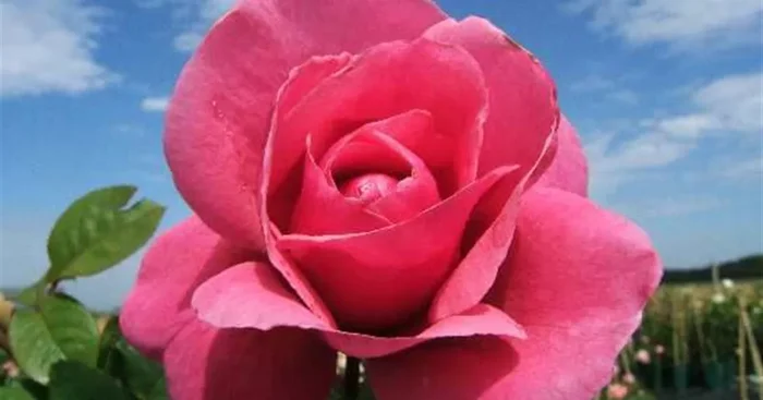 Edelrose ‚Elbflorenz’® ADR