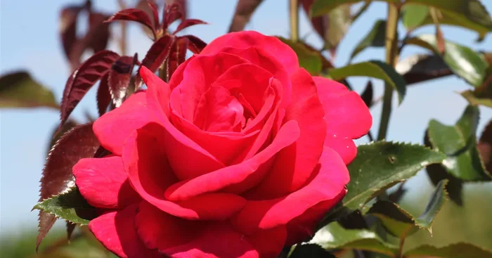 Edelrose ‚Grande Classe’®