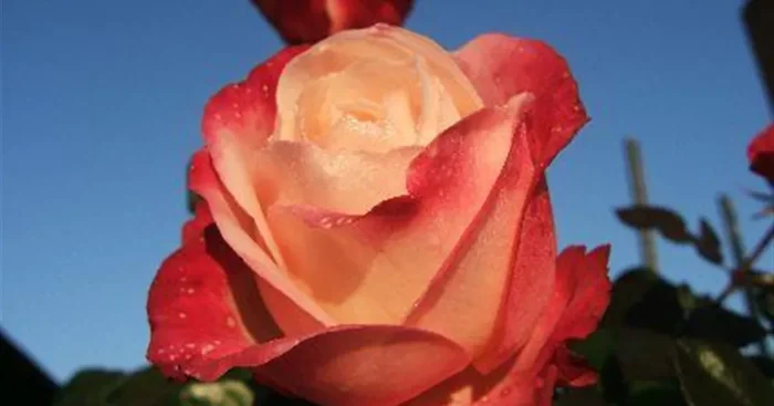 Edelrose ‚Nostalgie’®