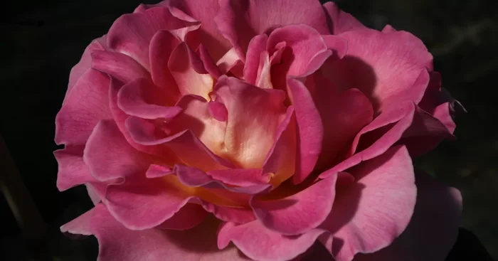 Edelrose ‚Pink Paradise’®