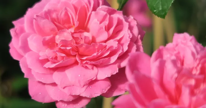 Edelrose ‚Saint-Exupéry’®