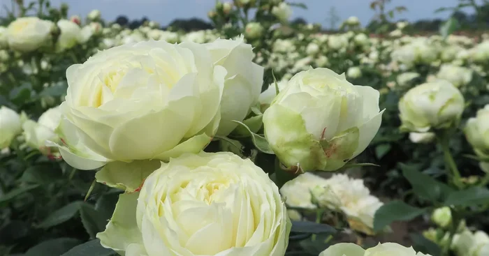 Edelrose ‚Wedding Piano’®