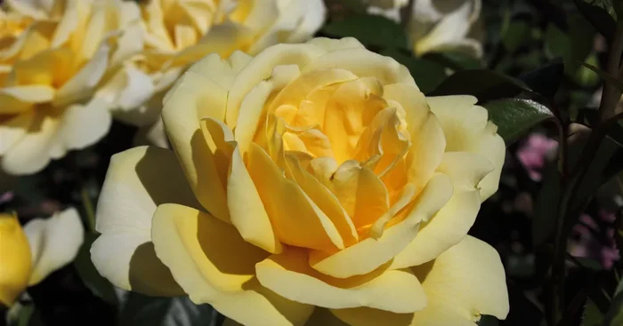 Edelrose ‚Winter Sun’®