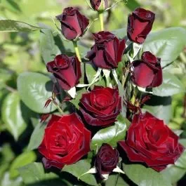 Edelrose (Züchterrose) Barkarole