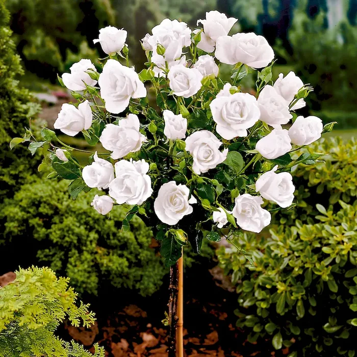 Edelrosen-Hochstamm, weiß Rosa Hybrid – Bestellnummer 2224382