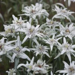 Edelweiss – Leontopodium alpinum