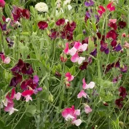 Edelwicke – Lathyrus odoratus