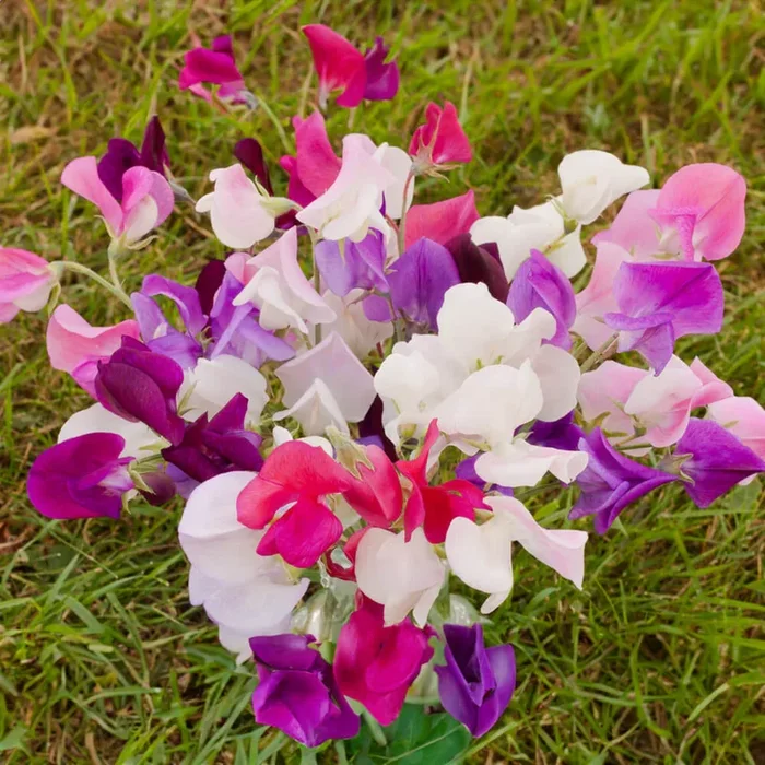 Edelwicke Bio-Blumen-Samen