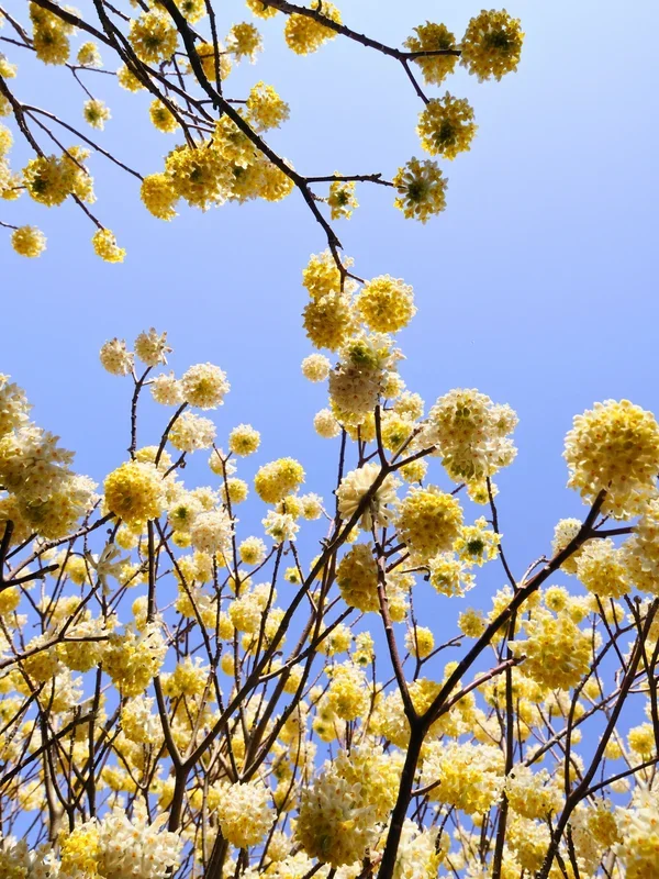 Edgeworthia chrysantha ‚Grandiflora‘ – Japanischer Papierbusch, Honigblume