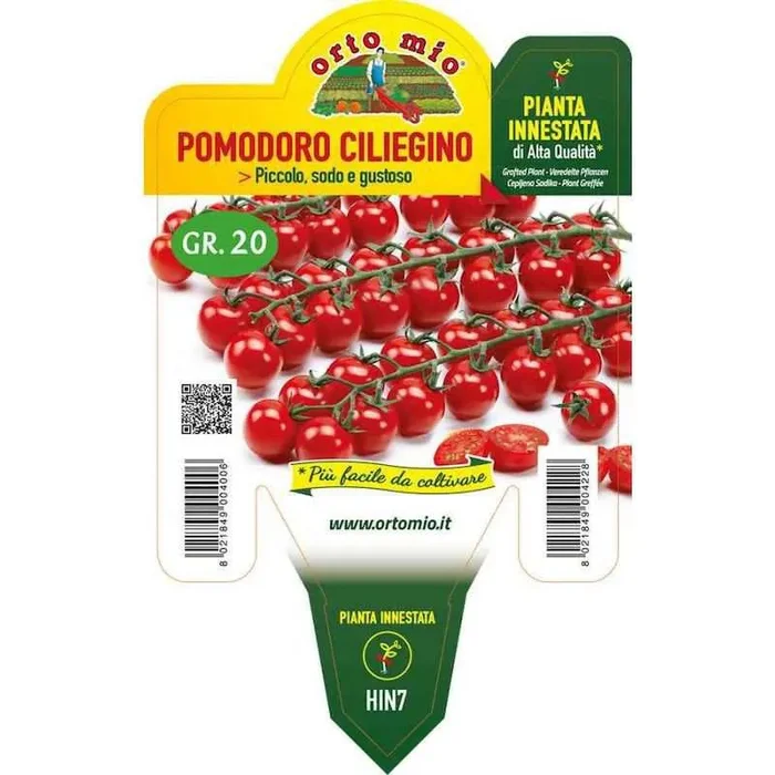 Edox Kirsche gepfropfte Tomatenpflanze im Topf