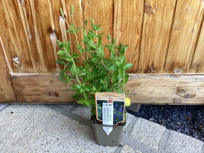 Ehrenpreis ‚Royal Blue ‚ Veronica austriaca