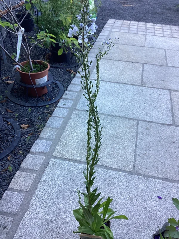 Ehrenpreis Veronica gentianoides