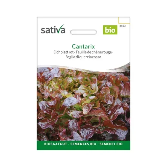 Eichblatt rot Cantarix Biosamen ps53