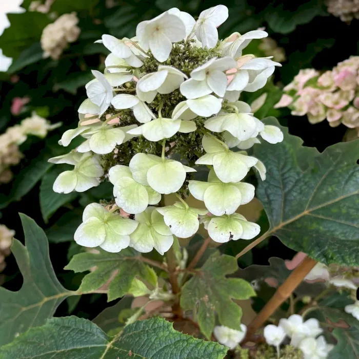 Eichblatthortensie Ruby Slippers – Hydrangea quercifolia