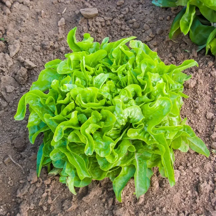 Eichblattsalat Till Bio-Gemüse-Samen