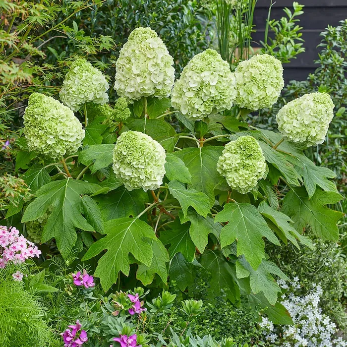Eichenblatt- Hortensie Hydrangea quercifolia – Bestellnummer 3331834