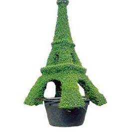 Eiffelturm (Ligustrum delavayanum)