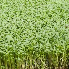 Einfache Gartenkresse – Gartenkresse