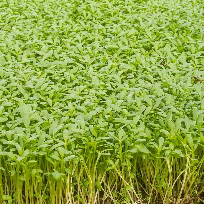Einfache Gartenkresse
