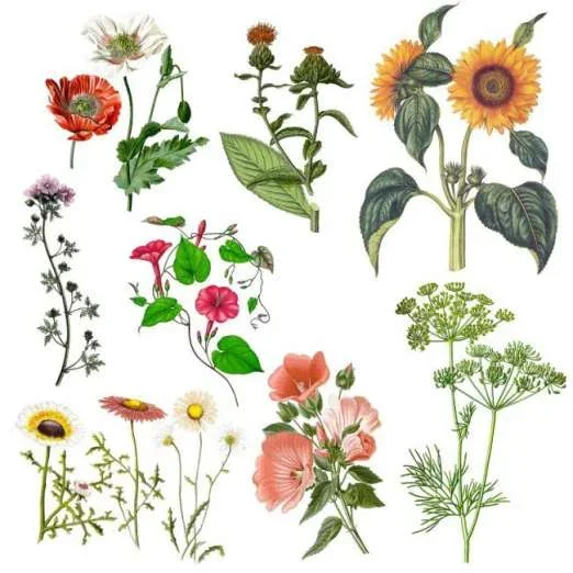 einjährige BlumenmischungBauerngarten
