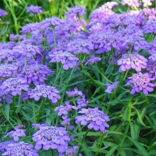 einjährige Schleifenblume
