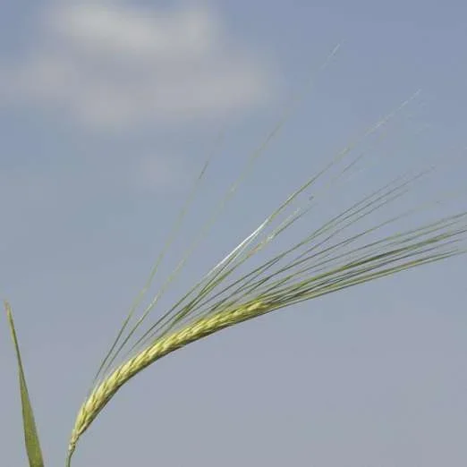 Einkorn