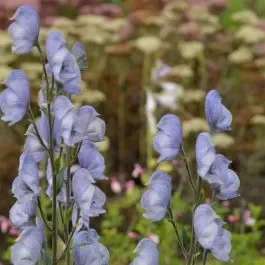 Eisenhut (Aconitum cammarum) Stainless Steel
