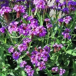 Eisenkraut (Verbena rigida)
