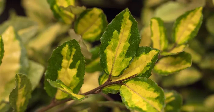 Elaeagnus ebbingei ‚Limelight‘