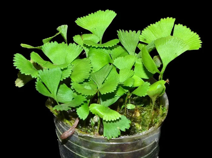 Elaphoglossum peltatum 2