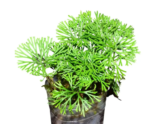 Elaphoglossum peltatum