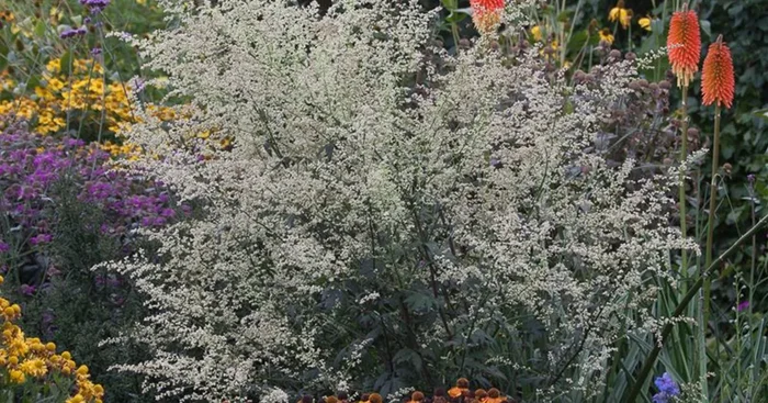Elfenraute ‚Weiße Dame‘