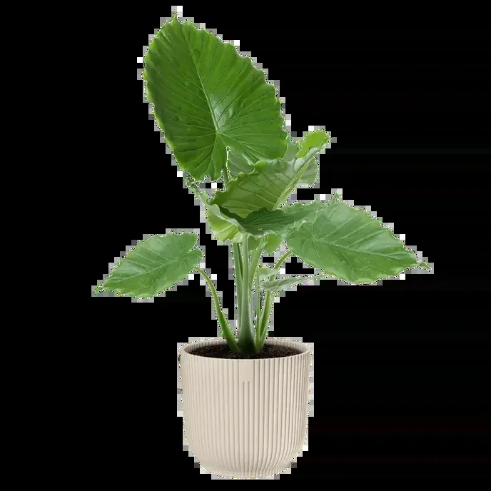 Elho Vibes Fold Round Plant Pot – 30cm Linen White