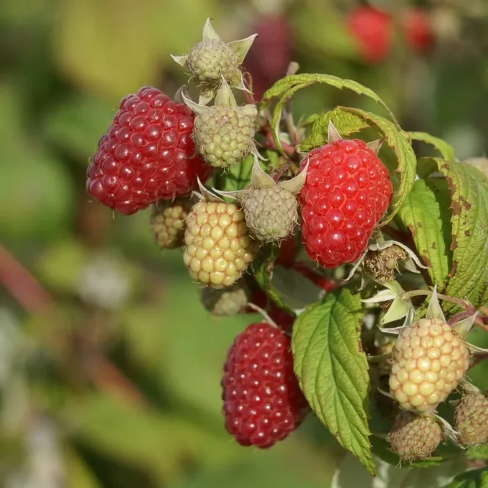 Elida (R) frühe Reifezeit – Sommerhimbeere
