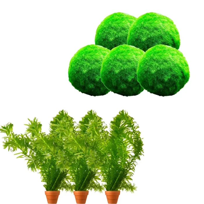 elodea densa 5 plants + Moss balls